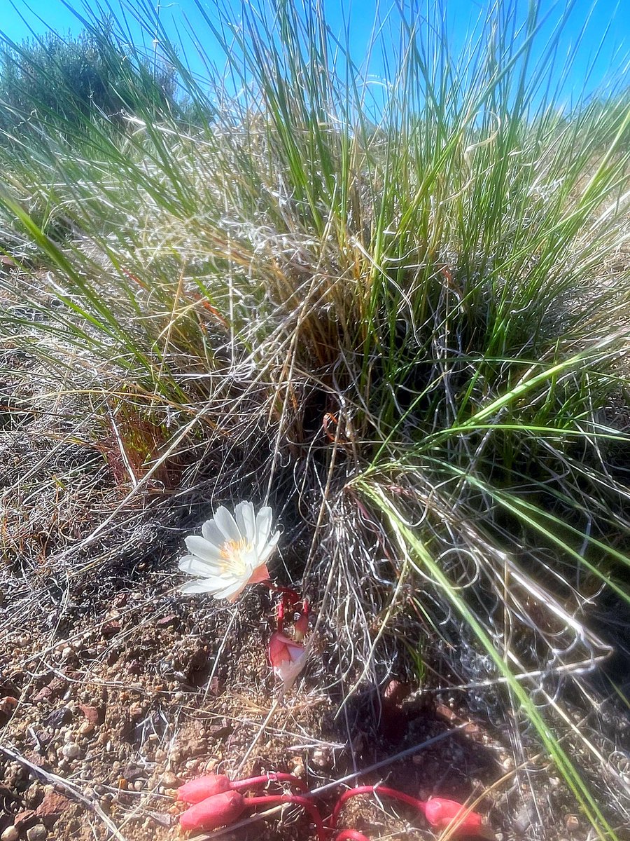 This is what I seek: bitterroot blooms (Lewisia rediviva) and native bluebunch wheatgrass, in the sagebrush steppe of NE Nevada, protected from cattle grazing. We found elk scat here