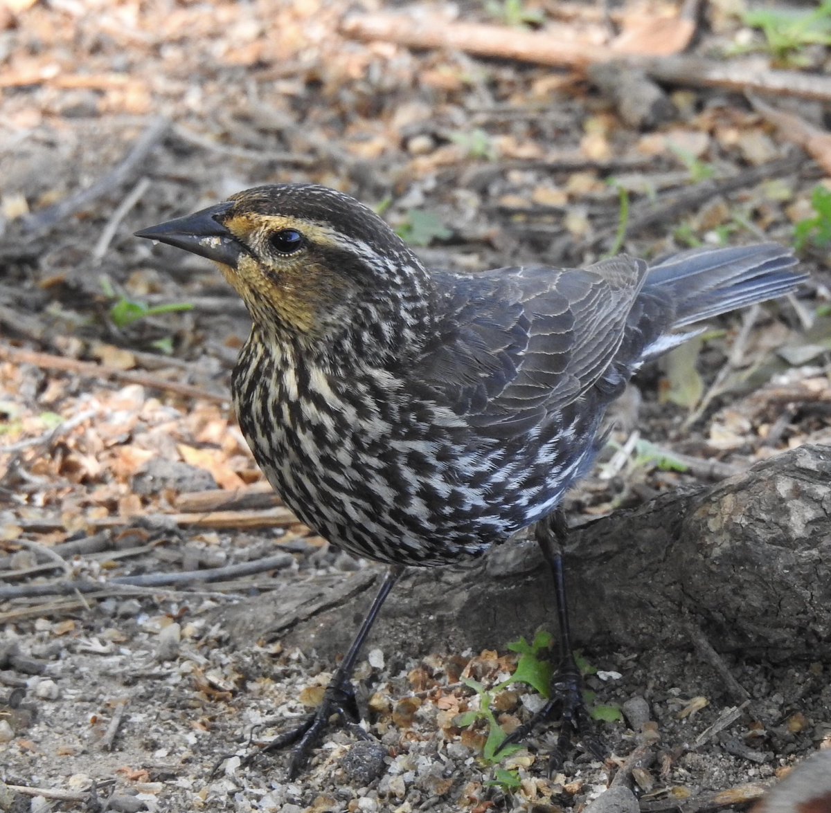 Female Red-winged Blackbird. Prospect Park. <a href="/BirdBrklyn/">Brooklyn Bird Alert</a>