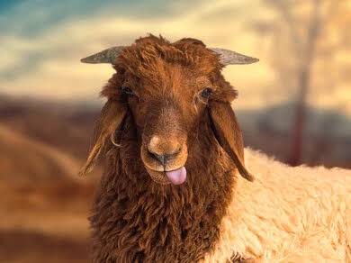 الي مزبلة التاريخ ياجعان يابن الجعان

#زيزو_خروف_العيد