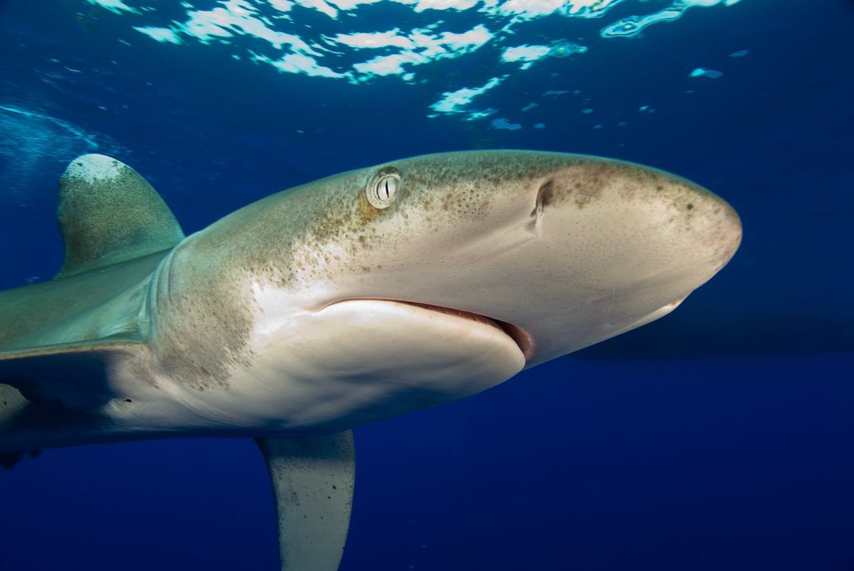 Dr. Neil Hammerschlag tweet media