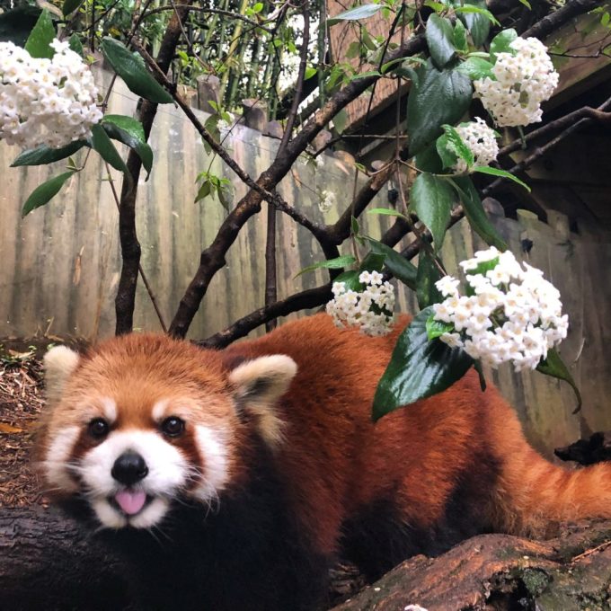 RedPandaEveryHr's tweet photo. https://t.co/TR5xsYs7mp