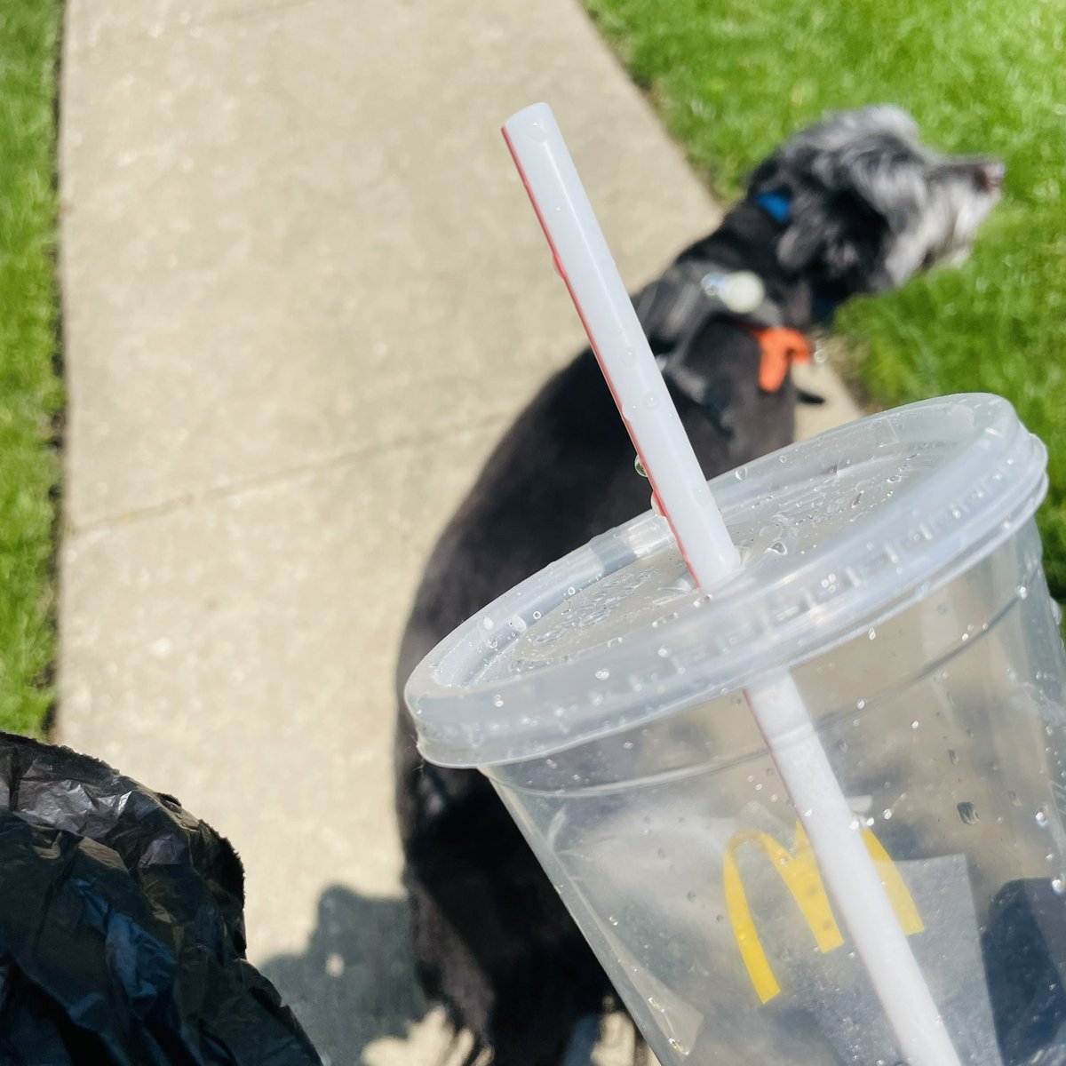 WorkforceJames's tweet photo. 3,000-day #litterchallenge Day 2,098: Shout out to all of my #WorldEnvironmentDay2025 peeps!

Pickup: #MickeyDs #Cup

🌎🚮🗑️🐶😎✋💚 x69
#AtLeastOneaDay #OreotheDog https://t.co/FMOAj3C0SE