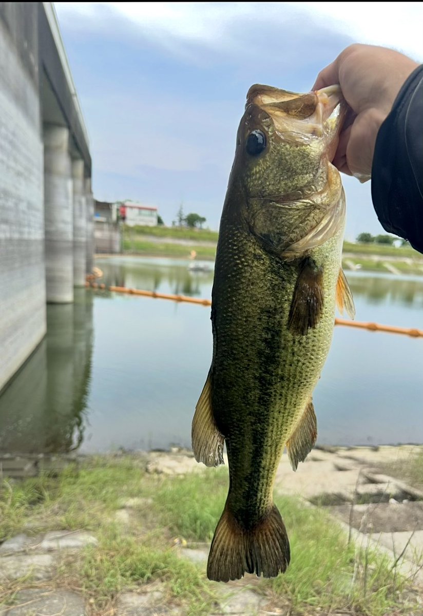 bassfishing7 (@bassfishing74) / X
