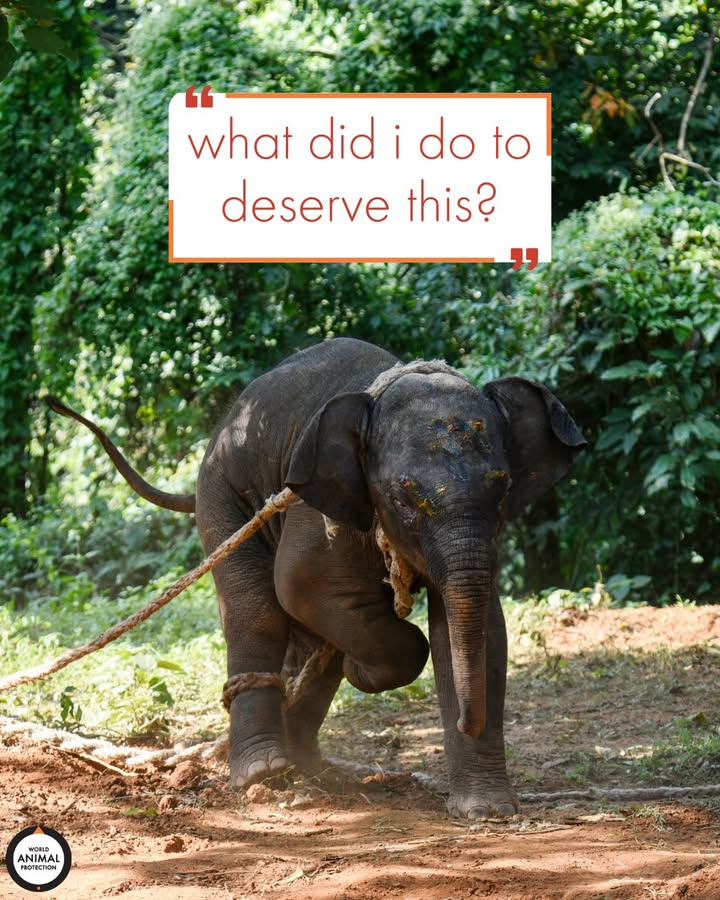 In order to make elephants submit to elephant rides, they are taken from their mothers when babies and forced through a horrific training process known as "the crush," which involves physical restraints, inflicting severe pain, and withholding food and water. 💔