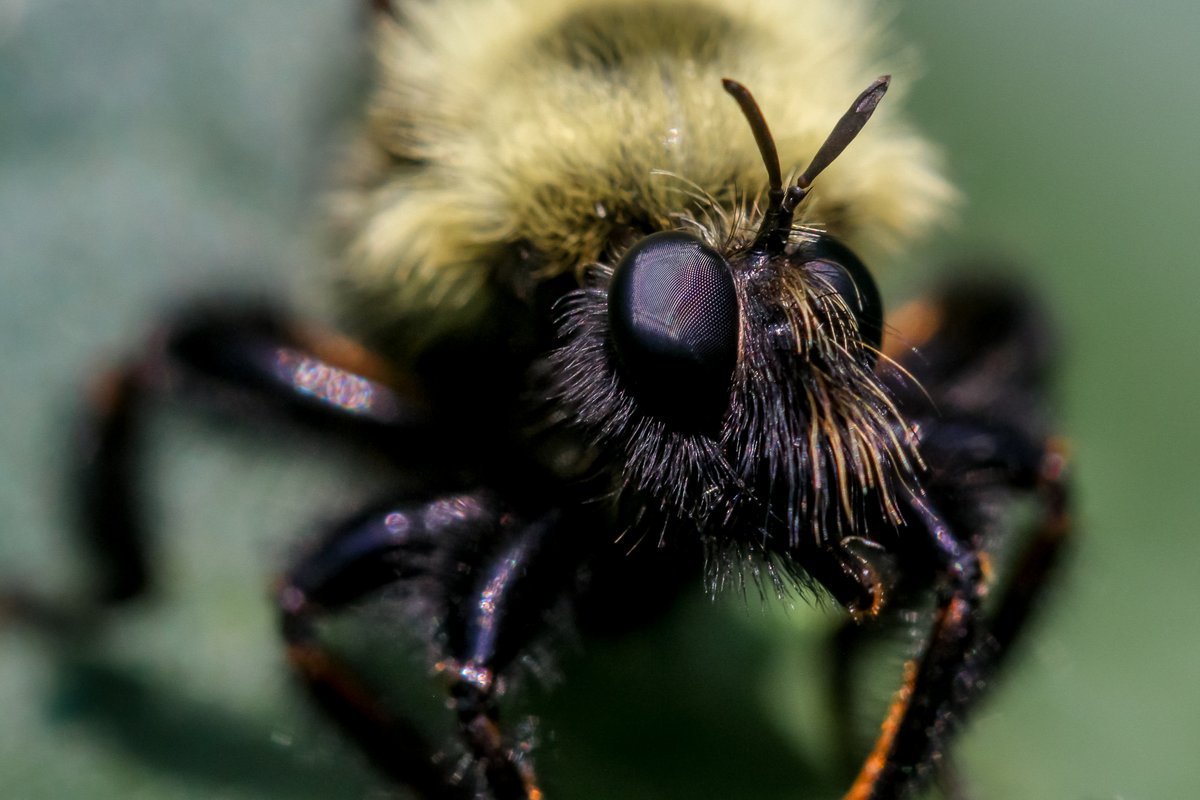 An Eastern Yellow-backed Laphria (Laphria thoracica) in the backyard again today. #insects #robberfly #Illinois #nature #photography #wildlifephotography
