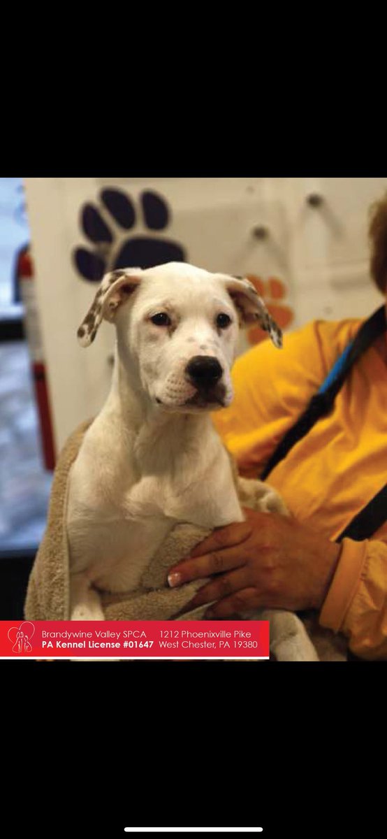 Talk Radio 1210 WPHT (@1210wpht) on Twitter photo These are the dogs we will be helping to get adopted tomorrow morning <a href="/BrandywineSPCA/">Brandywine Valley SPCA</a> Come out to Mercedes-Benz of West Chester <a href="/PiazzaAutoGroup/">Piazza Auto Group</a> 1260 Wilmington Pike 6am- Noon <a href="/NickKayal/">Nick Kayal</a> <a href="/DawnStensland/">@Dawn</a> <a href="/GREGSTOCKER/">Greg Stocker</a> These are the dogs we will be helping to get adopted tomorrow morning <a href="/BrandywineSPCA/">Brandywine Valley SPCA</a> Come out to Mercedes-Benz of West Chester <a href="/PiazzaAutoGroup/">Piazza Auto Group</a> 1260 Wilmington Pike 6am- Noon <a href="/NickKayal/">Nick Kayal</a> <a href="/DawnStensland/">@Dawn</a> <a href="/GREGSTOCKER/">Greg Stocker</a>