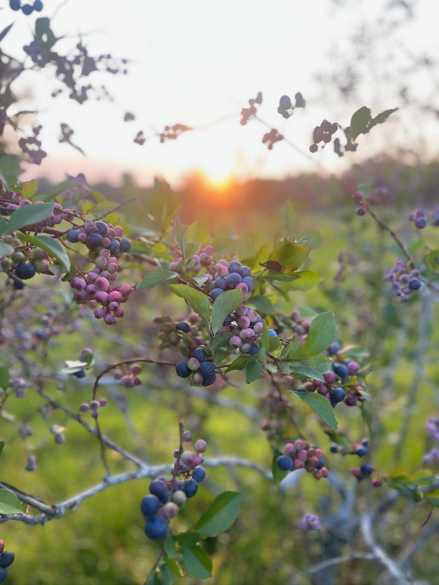 Blueberries on the farm 😋