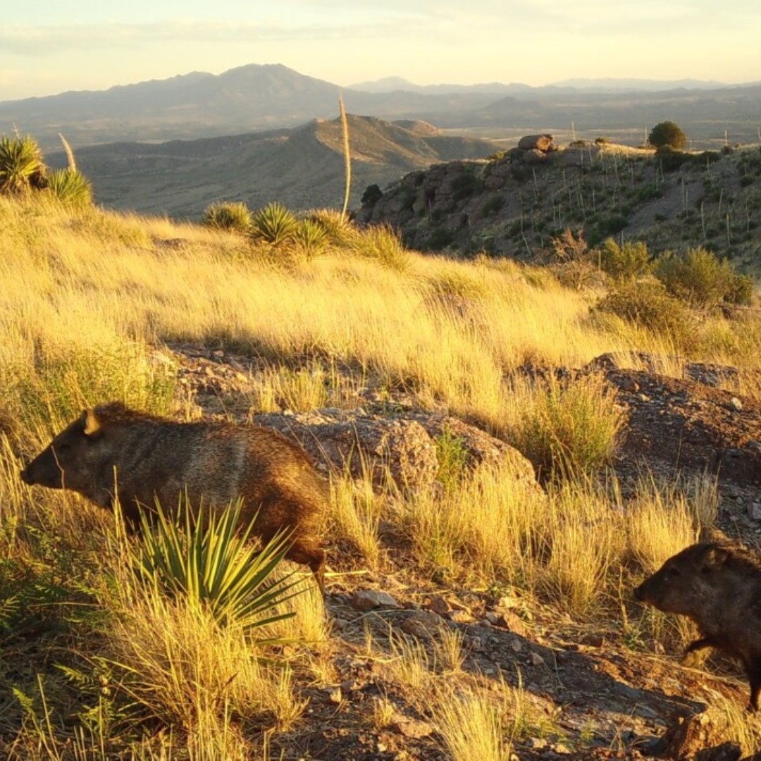 Thank you to the Tohono O'odham Nation for standing strong to protect our shared borderlands and supporting Pima County's resolution opposing the additional militarization of the U.S. - Mexico Border.  You can read the full statement at the link below.
tonation-nsn.gov/tohono-oodham-…