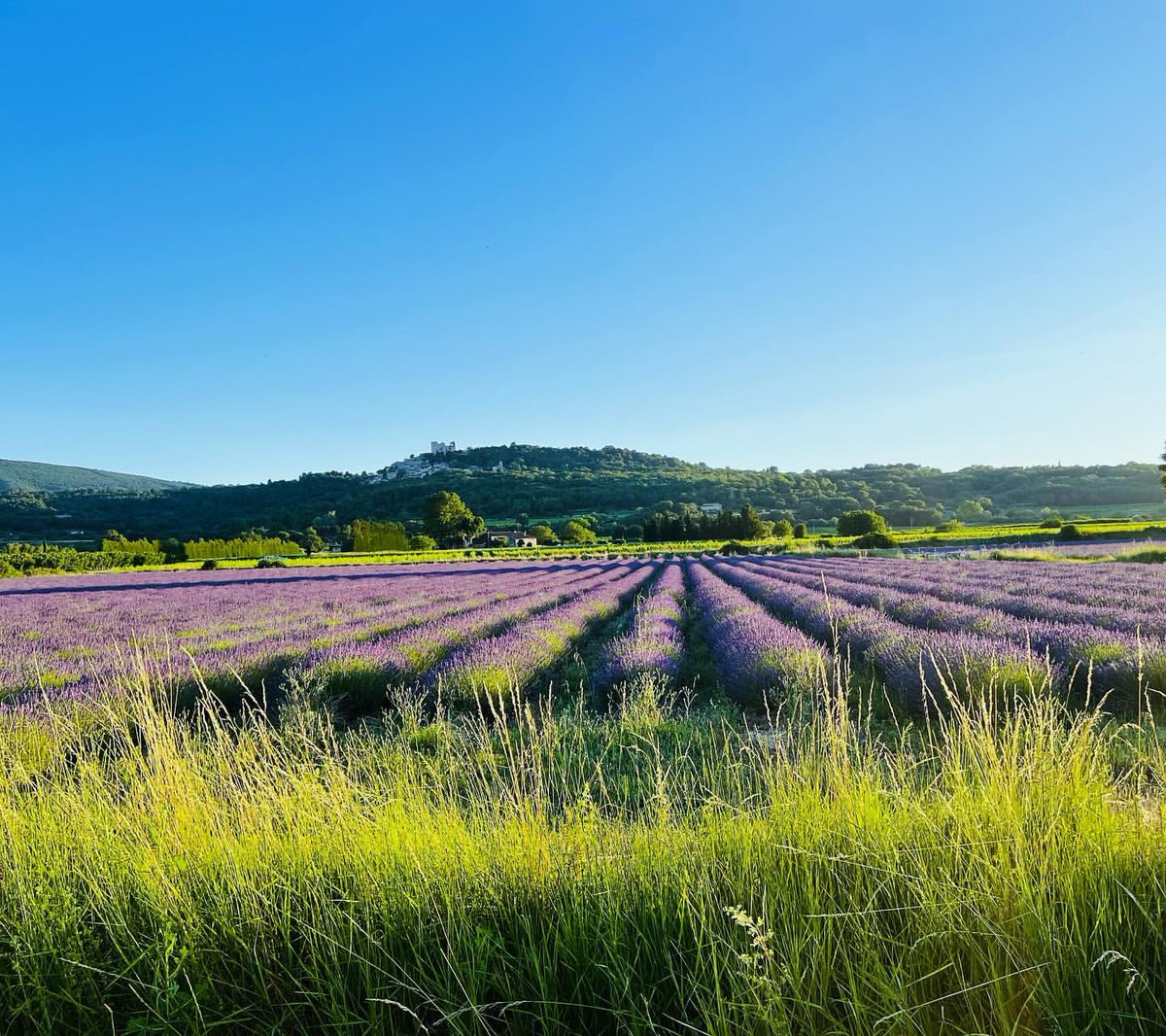 Being back in France has us thinking about last year's memories, and dreaming up new ones (music included…)
#thegrahams #throwbackthursday #tbt #music #newmusic #singersongwritersofinstagram