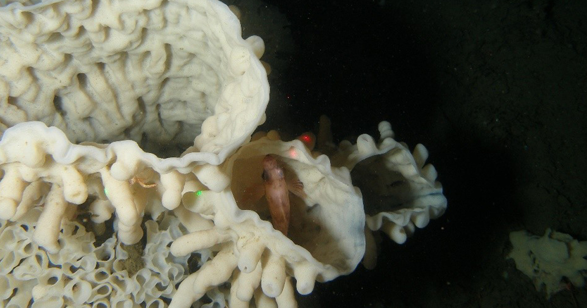 sportfishingbc's tweet image. Fishing with a downrigger is not allowed in parts of #HoweSound to protect important  #GlassSpongeReefs. Find out more: ow.ly/g1NQ50W4uHo