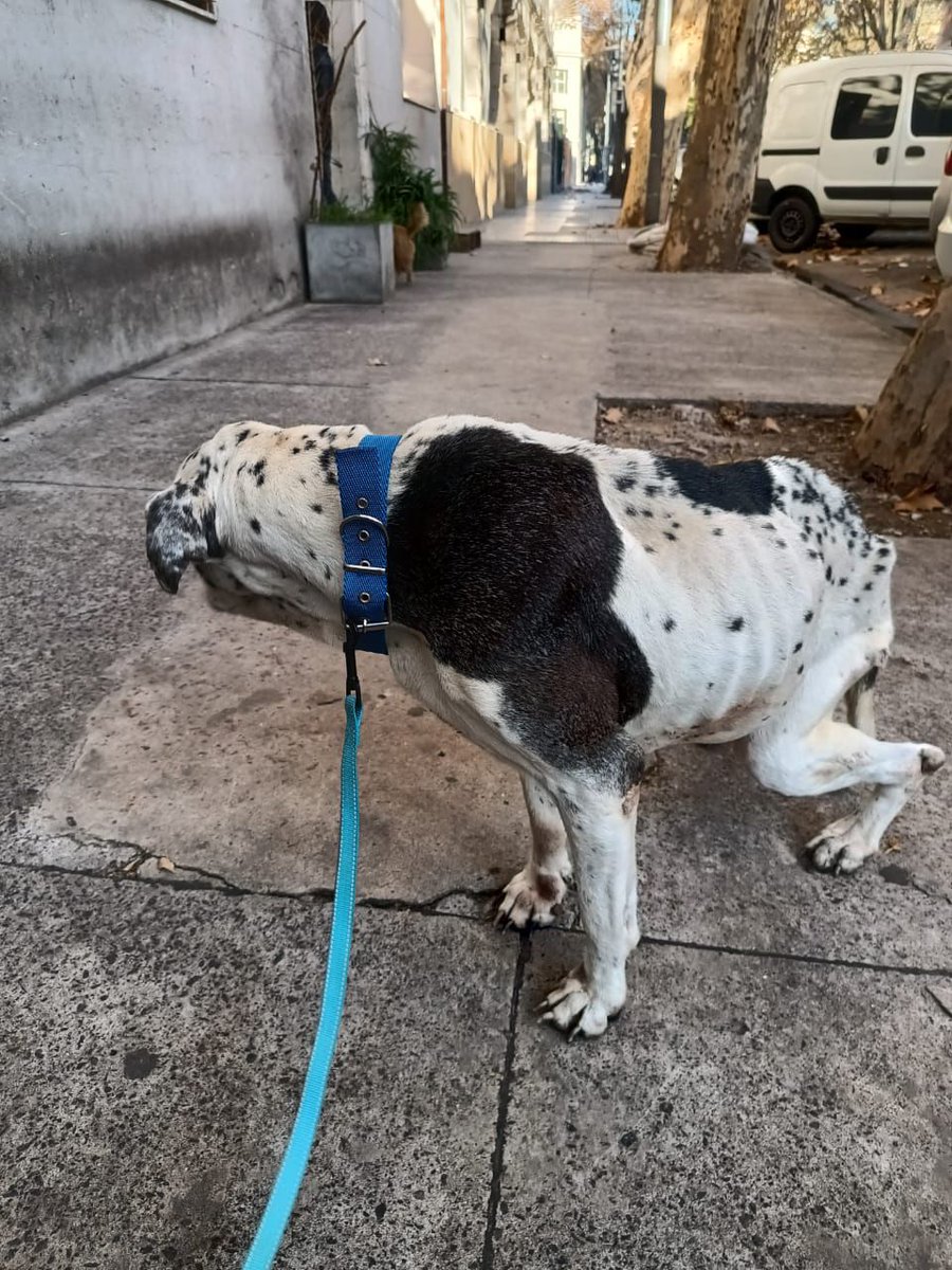JungParkAR's tweet photo. Huellitas.adopciones es el grupo que está cuidándola a esta hembrita. Necesitan ayuda para los gastos de internación para poder salvarla. Les pido quienes puedan colaboren con ellos.
🔹Alias mercadopago
https://t.co/9f3QLgpdql
🔹Cbu: 0000003100080201841570
Nombre Paola Monesiglio https://t.co/p1f5stVly8