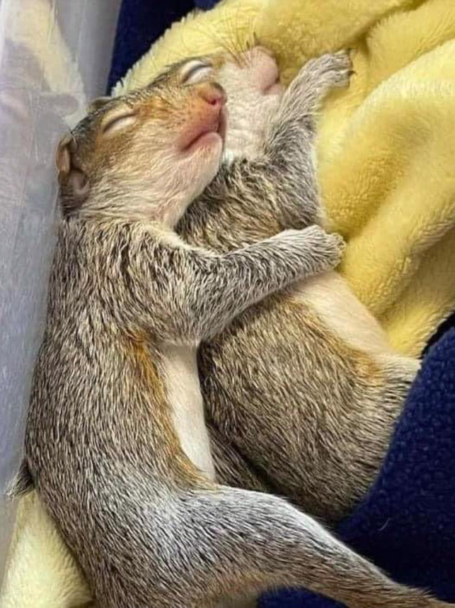 Last weekend home owners found a 5-6 week old female eastern grey squirrel in their yard, crying and walking up to them, dehydrated and malnourished. They brought her in. It was apparent something had happened to mom and after a day or two she had braved her way down to seek