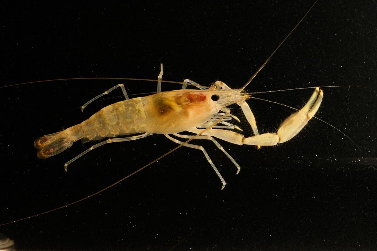 Estigobiota (vida acuática micro -macroscópica) cavernícola. Primer estudio Suramérica: +100 especies (fauna y flora) en 25 cuevas de 5 cuencas. Pronto 📕 Biodiversidad cavernícola de Colombia.⁦<a href="/U_ElBosque/">Universidad El Bosque</a>⁩ ⁦<a href="/Henry_Gallo7/">Henry William Gallo Martinez</a>⁩ ⁦<a href="/inst_humboldt/">Instituto Humboldt</a>⁩