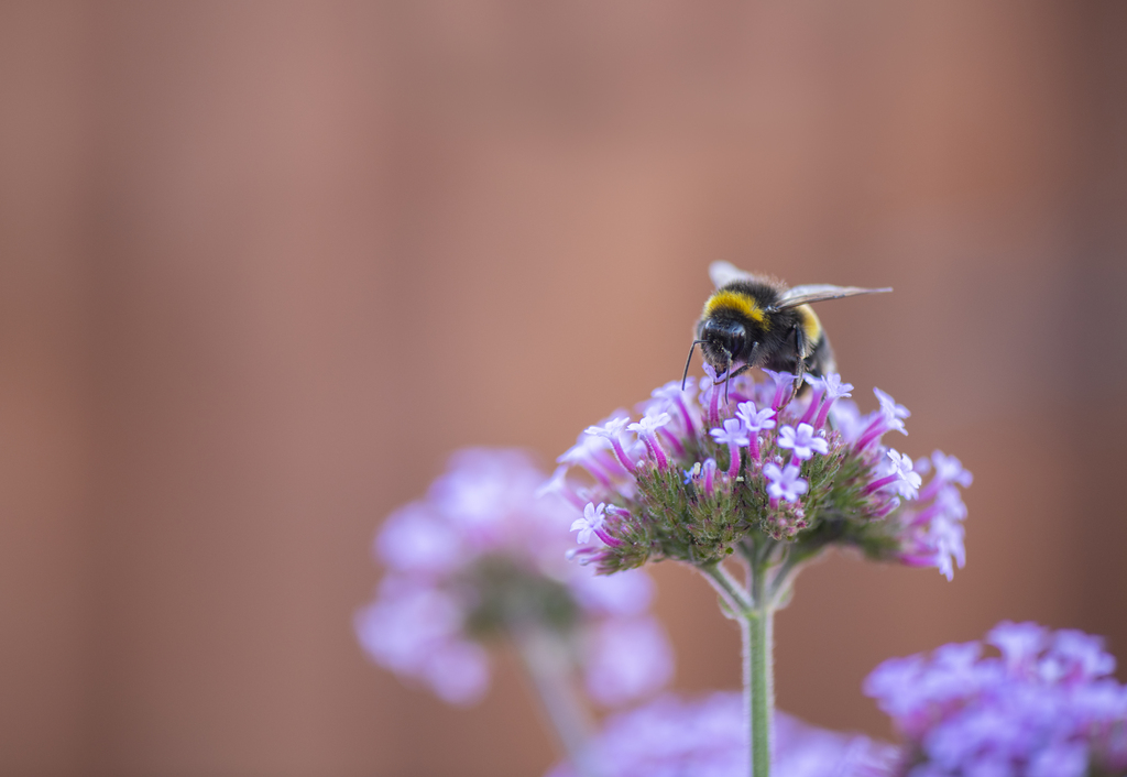 There is a real buzz in our shop and cafe wildlife garden this week, the bumble bees 🐝🐝are really enjoying the fabulous flowers!  image credit Ben Andrew (rspb-images.com)