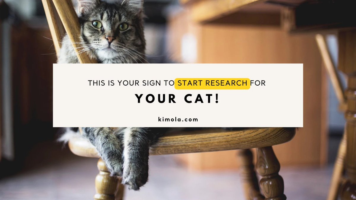 Today's June 4th—Happy Hug Your Cat Day! 🐱💖 Why not treat your feline friend to the best food? Analyze Amazon reviews of cat food brands to find the purr-fect choice for your kitty. 🐾 Check it out: kimola.com/scrape-and-ana…