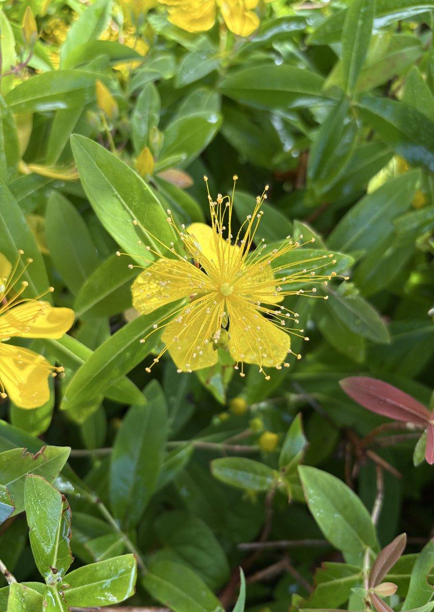 murasaki_hana_'s tweet image. おはようございます😊🌿
黄金色に
金糸のような
長いおしべの
未央柳（美容柳 ビヨウヤナギ）は
華金の花
どうか
多情多感に
楽しい金曜日を過ごして🙃🌿
皆様が今日も笑顔たくさんの
素敵な一日になりますように...
#Hypericum #金線海棠 #未央柳