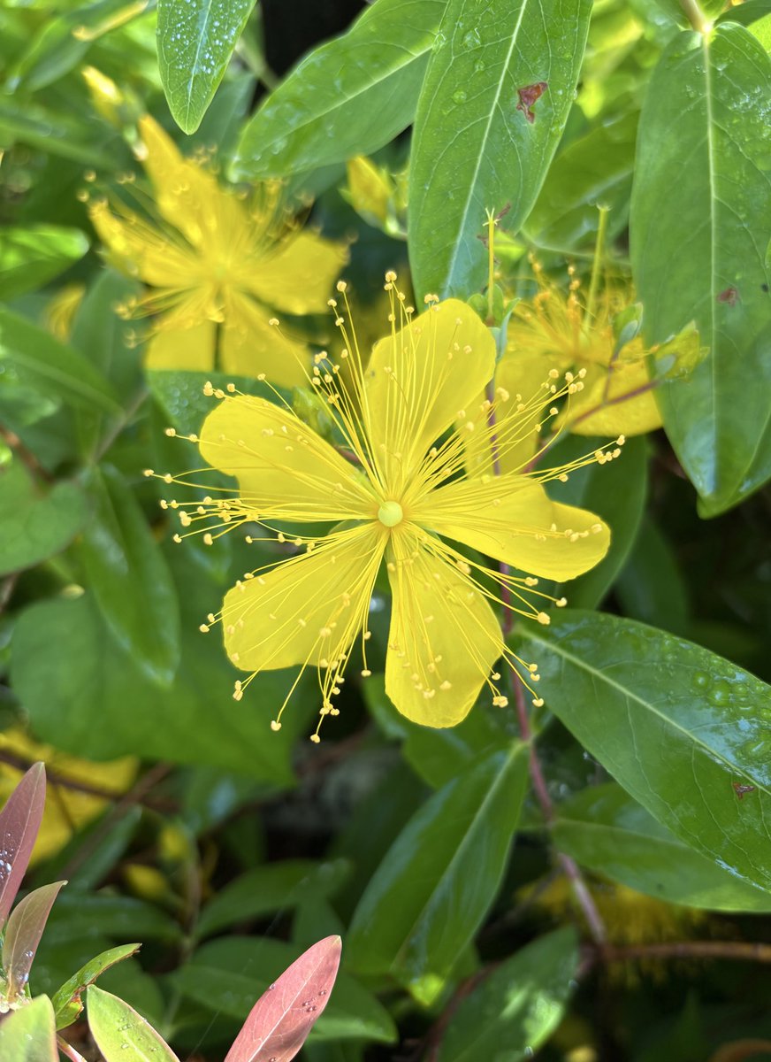 murasaki_hana_'s tweet image. おはようございます😊🌿
黄金色に
金糸のような
長いおしべの
未央柳（美容柳 ビヨウヤナギ）は
華金の花
どうか
多情多感に
楽しい金曜日を過ごして🙃🌿
皆様が今日も笑顔たくさんの
素敵な一日になりますように...
#Hypericum #金線海棠 #未央柳