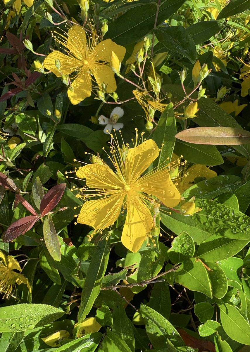 murasaki_hana_'s tweet image. おはようございます😊🌿
黄金色に
金糸のような
長いおしべの
未央柳（美容柳 ビヨウヤナギ）は
華金の花
どうか
多情多感に
楽しい金曜日を過ごして🙃🌿
皆様が今日も笑顔たくさんの
素敵な一日になりますように...
#Hypericum #金線海棠 #未央柳