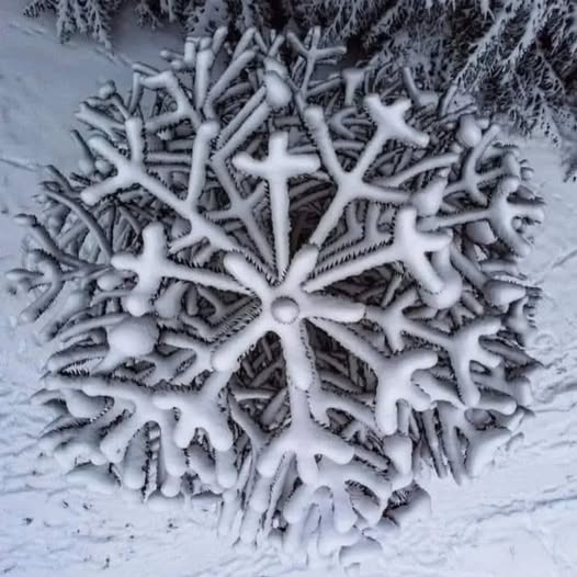 Chipitelix's tweet photo. Una araucaria vista desde un drone.
(Del muro de FB de Bibiana Bricca) https://t.co/1iQ9moORmR