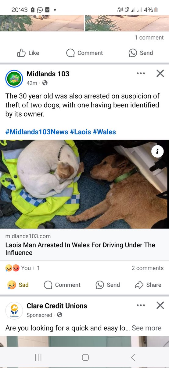 One dog reclaimed. Not sure which one. #stolendogs