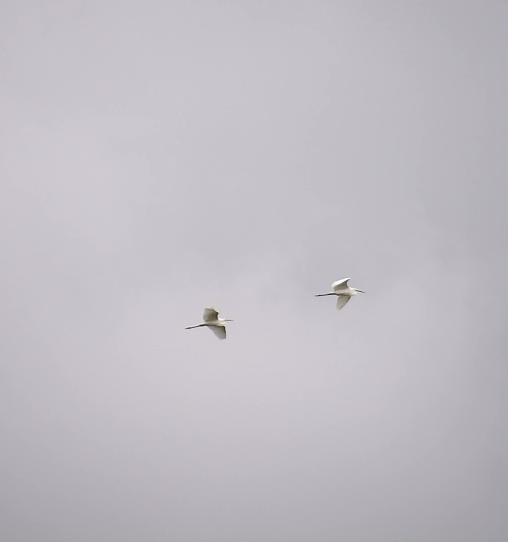 Delighted to find these 2 great white egret while watching <a href="/Victor_Caschera/">Vittorio Caschera</a> 's White-winged black tern this evening
<a href="/feaspetrel70/">marks birding photos</a>
