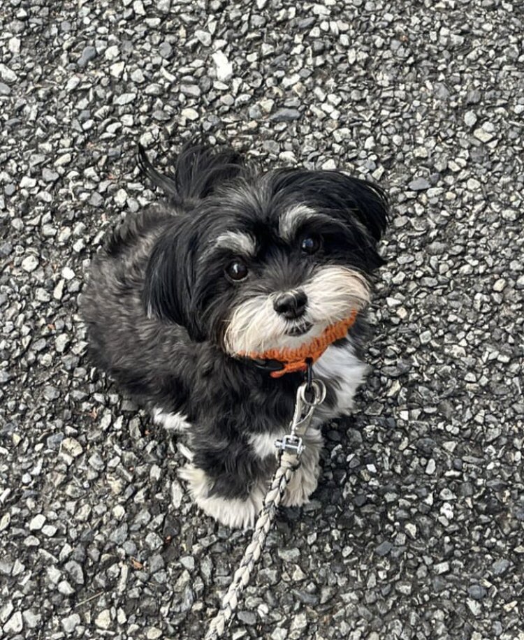 lapicara_89's tweet photo. 愛犬🐶 https://t.co/nTq9qLNutV