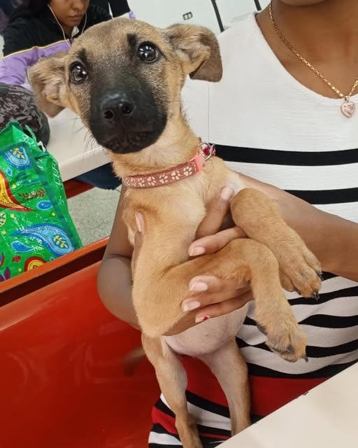 A64029345's tweet photo. #PerritoExtraviado | Un grupo de estudiantes universitarios que esperaba transporte frente al Hospital Victorino Santaella Ruiz, en Los Teques, rescató en horas de la mañana de este jueves a un perrito que deambulaba por la zona.
El hallazgo ocurrió alrededor de las 7:00 a. m. https://t.co/axFqa9sw4A