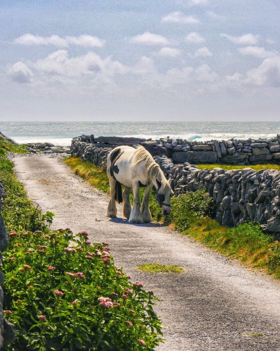 Like a postcard! Island life on the Aran Islands... 🐎🌊

📸 IG/ annikapi_
📍 Inisheer, Aran Islands

#Inisheer #InisOírr #AranIslands #Galway #Ireland #VisitGalway