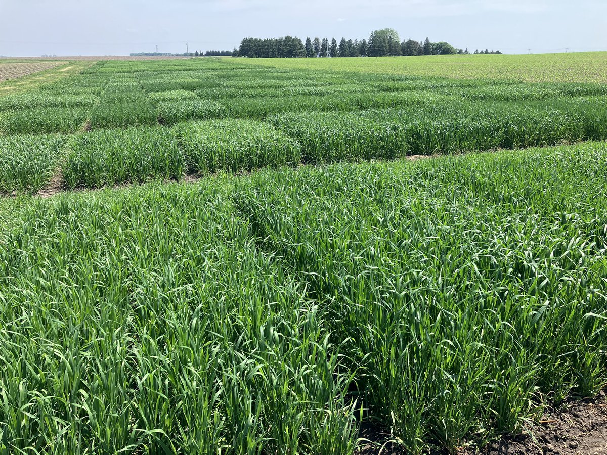 Ryan Miller tweet media