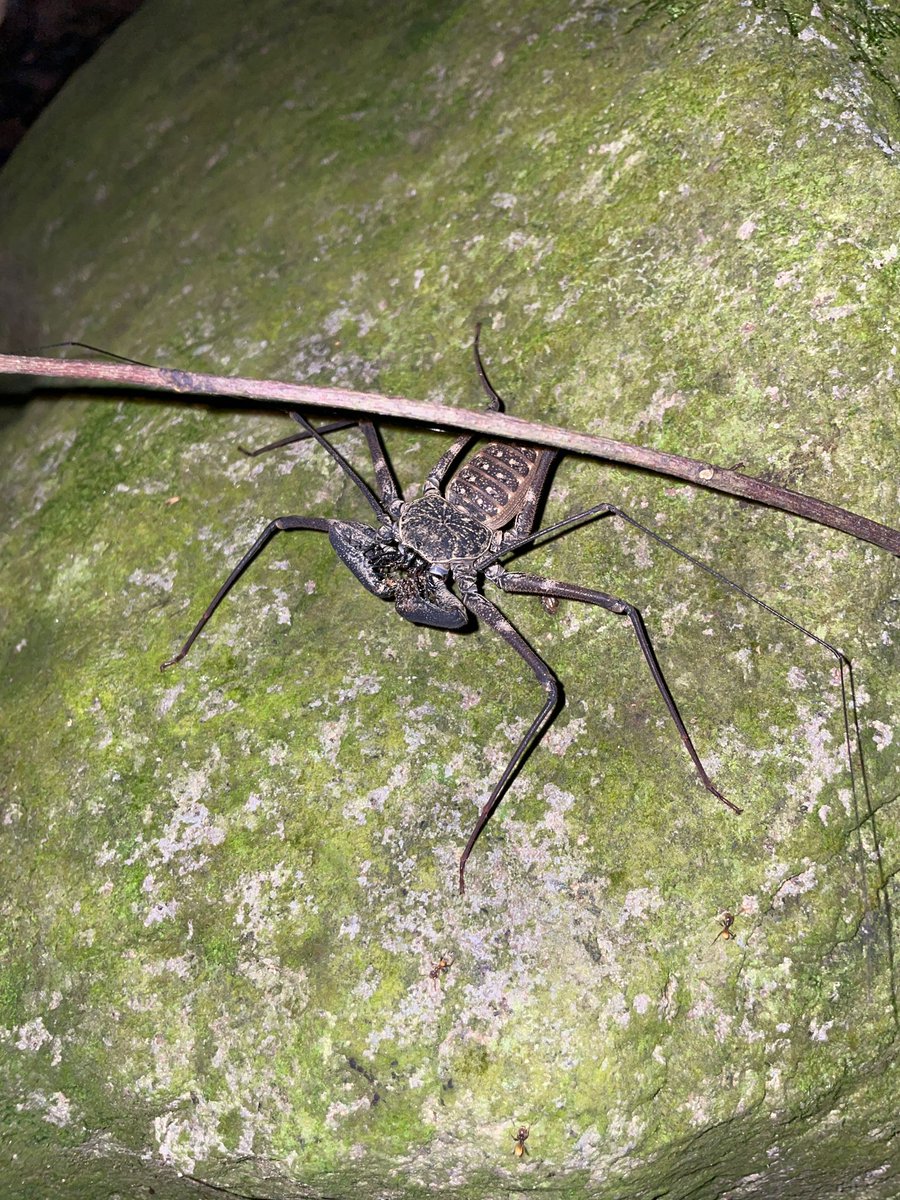 During the months of May and June, the team visits 15 historical transects here on island where the Mountain Chicken once resided in the wild. 

Find out more on our FB Page: Facebook.com/ReWildCaribbean