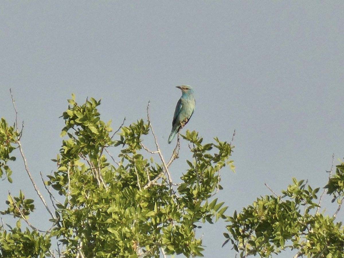 Rob Creek (@creek_robert) on Twitter photo <a href="/janecyprus/">Jane Stylianou</a> <a href="/birdsaroundcy/">BirdsAroundCyprus</a> Paphos Day 6, Thurs 5th June.
Early morning drive to conservation area high up on the Polis Rd near Peyia Sellena viewpoint. Been here a few times when we’ve been to Cyprus.
1 Roller, Turtle Doves, Red-rumped Swallows, 3 calling Black Francolin… <a href="/janecyprus/">Jane Stylianou</a> <a href="/birdsaroundcy/">BirdsAroundCyprus</a> Paphos Day 6, Thurs 5th June.
Early morning drive to conservation area high up on the Polis Rd near Peyia Sellena viewpoint. Been here a few times when we’ve been to Cyprus.
1 Roller, Turtle Doves, Red-rumped Swallows, 3 calling Black Francolin…