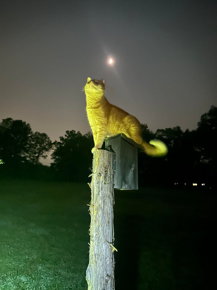 Why you should have a cat tweet media