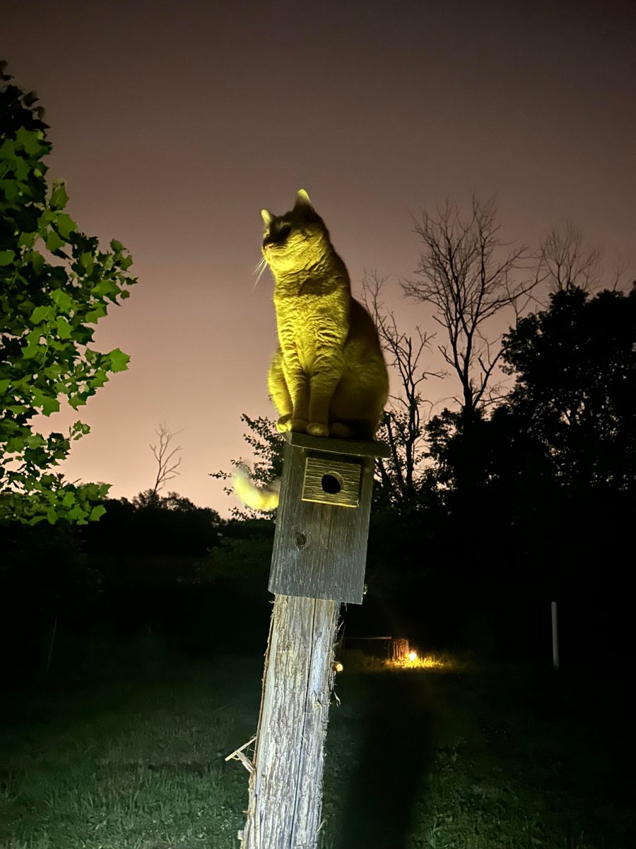 Why you should have a cat tweet media