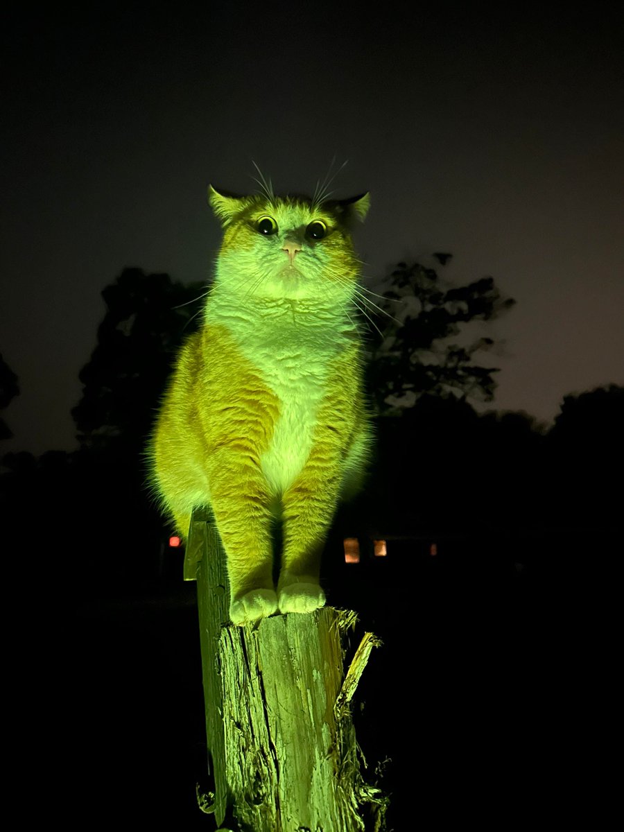 Why you should have a cat tweet media