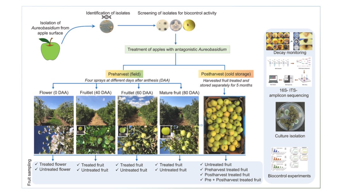 V. Yeka Zhimo tweet media