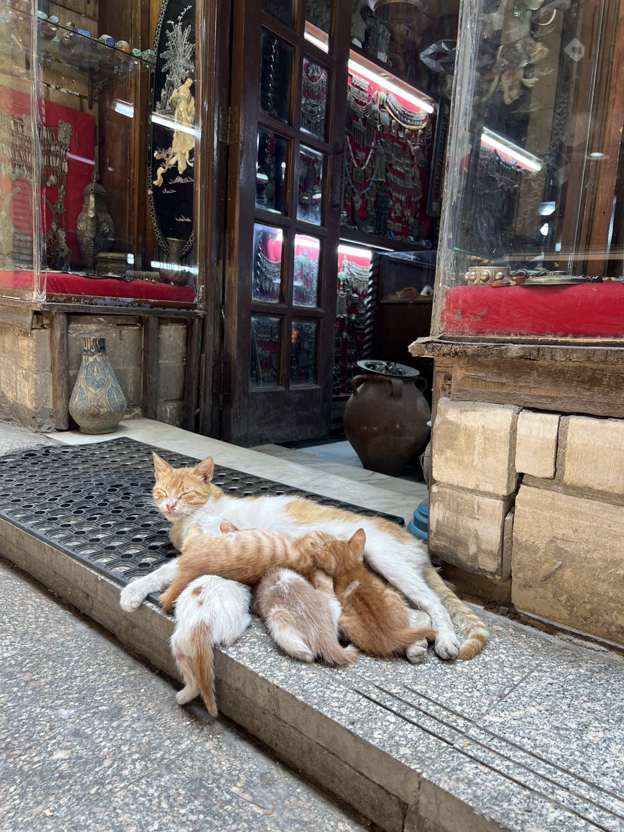 カイロのハンハリーリの外れ、物売りの喧騒から離れた場所にあるお気に入りのアクセサリー店。猫の写真を撮る趣味はないのだけれど、、、