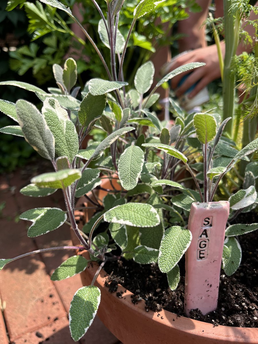 Ms. Phan tweet media