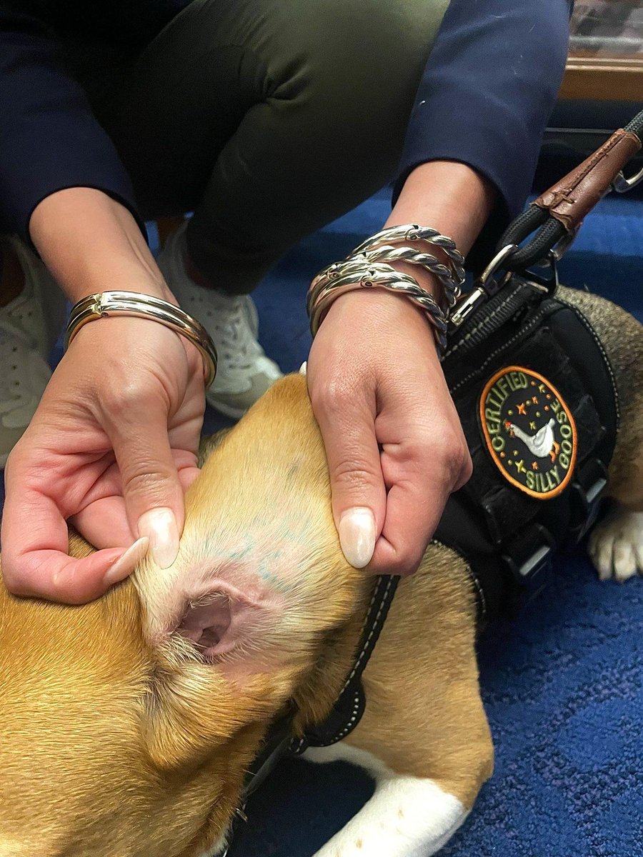 Congressman Michael Cloud (@repcloudtx) on Twitter photo This is Oliver—rescued from Fauci’s lab supplier. That tattoo on his ear? A reminder that he was once treated as a test subject by "scientists."
This is real. It’s happening with your tax dollars.
Grateful to <a href="/LauraLoomer/">Laura Loomer</a> & <a href="/WhiteCoatWaste/">White Coat Waste</a> for exposing this waste and cruelty. This is Oliver—rescued from Fauci’s lab supplier. That tattoo on his ear? A reminder that he was once treated as a test subject by "scientists."
This is real. It’s happening with your tax dollars.
Grateful to <a href="/LauraLoomer/">Laura Loomer</a> & <a href="/WhiteCoatWaste/">White Coat Waste</a> for exposing this waste and cruelty.