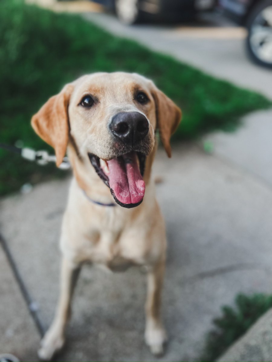 Happy birthday, goofball. #yellowlab #1yearold