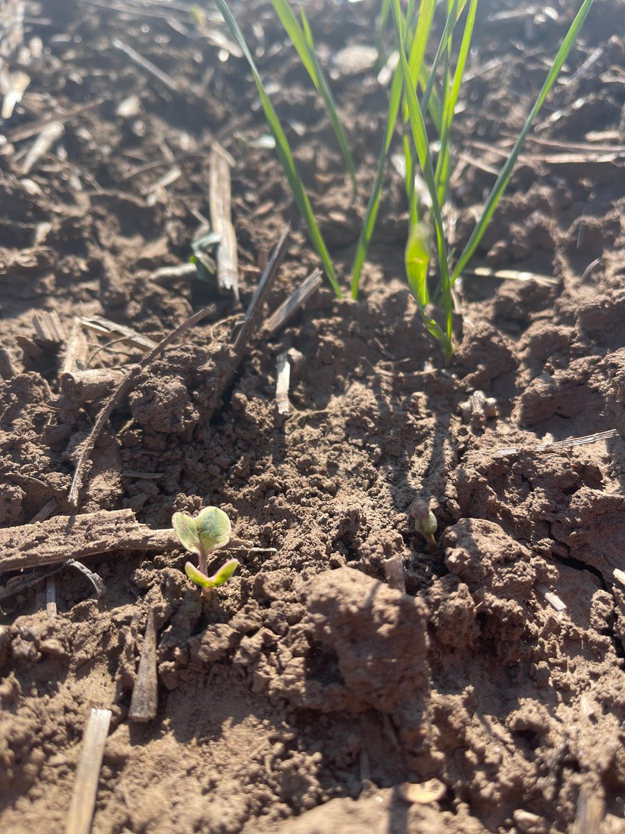 Nacho Ansaldo 🌽🌱🌾 (@igmansaldo) on Twitter photo A raíz de algunas consultas recibidas va pequeño resumen de #Matenoplus de <a href="/AgroBayerAR/">Agro Bayer</a> :
. Preemergente de malezas y cultivo con registro (por ahora) en trigo.
. Tres principios activos.
. Dosis de 2 a 2,25l/ha.
. Único producto en su segmento en presentación "ready mix". A raíz de algunas consultas recibidas va pequeño resumen de #Matenoplus de <a href="/AgroBayerAR/">Agro Bayer</a> :
. Preemergente de malezas y cultivo con registro (por ahora) en trigo.
. Tres principios activos.
. Dosis de 2 a 2,25l/ha.
. Único producto en su segmento en presentación "ready mix".