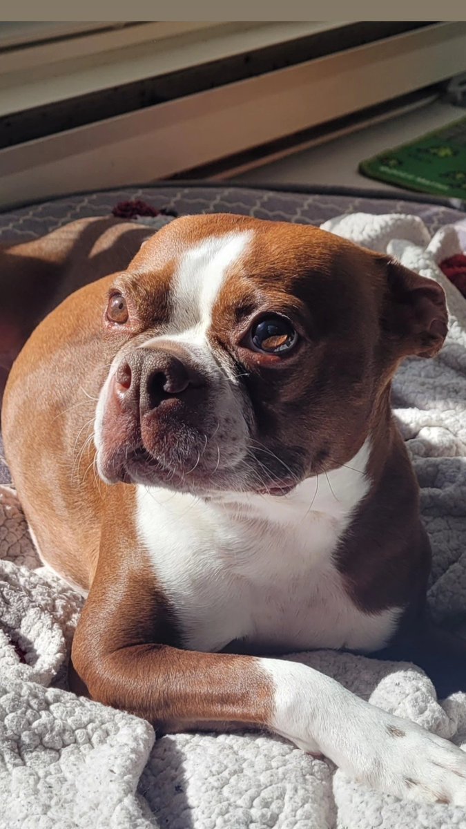 ham604's tweet photo. Said goodbye to my best buddy in the whole world yesterday.

Reat in Peace, Buster https://t.co/QlBqhSfqEu