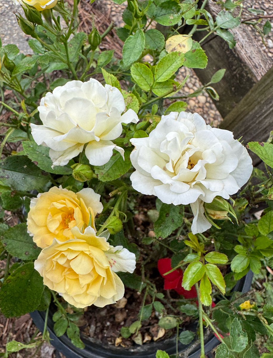 Speaking of popcorn- new rose bush called Popcorn! As the bloom opens up, it turns from a yellow to white. 

Yes I am easily amused lol
