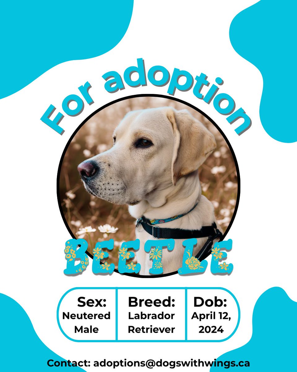 Dogs with Wings (@dogs_with_wings) on Twitter photo 🐾 Meet Buzz & Beetle! 🐶✨
Interested in adopting? Email adoptions@dogswings.ca for more info!
-
#DogsWithWings #AssistanceDogs #TransformingLives #dogsofX #dogsforadoption #dogadoption #YEGdogs #YYCdogs #AlbertaDogs #albertadogadoption #dogsofalberta #DWW #AdoptDontShop 🐾 Meet Buzz & Beetle! 🐶✨
Interested in adopting? Email adoptions@dogswings.ca for more info!
-
#DogsWithWings #AssistanceDogs #TransformingLives #dogsofX #dogsforadoption #dogadoption #YEGdogs #YYCdogs #AlbertaDogs #albertadogadoption #dogsofalberta #DWW #AdoptDontShop