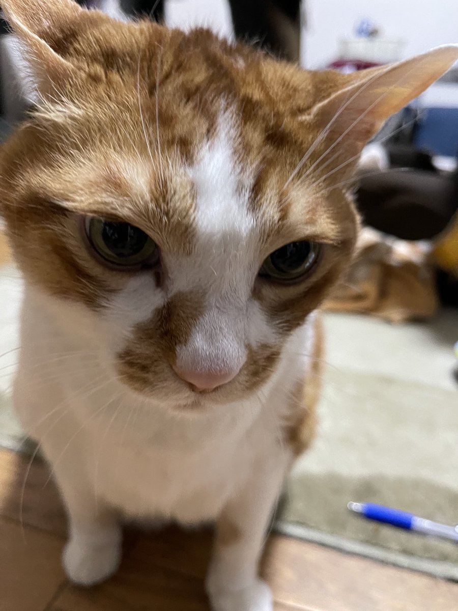 rinrin7481's tweet image. おはようございます😊😼😸
今日もあたち、可愛いでしょ‼️
っと…主張しているかのような女優の顔✨
確かに…そう思います😅
それに比べていつもどこか冷めてる茶😸ゴハンを食べる時は目の色が変わるのにね💦
やっと金曜日…長いようで早かった1週間💦
あとひと踏ん張り💪
本日も宜しくお願い致します🤗