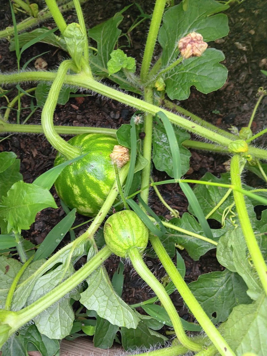 Willie Holmes tweet media