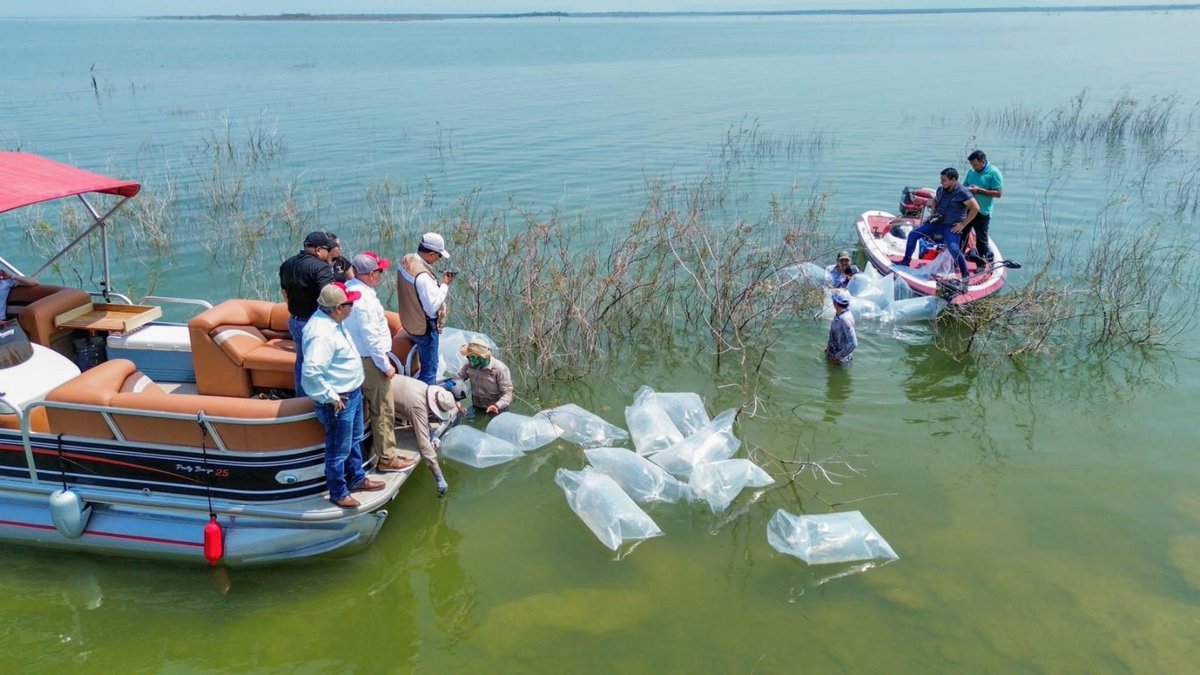 ReporteDigital_'s tweet photo. Siembran 30 mil lobinas en la presa Vicente Guerrero para fortalecer la pesca deportiva en Tamaulipas
Ver Aquí📷📷 https://t.co/reUFZKab5B #Pesca #Tamaulipas #presavicenteguerrero #Padilla https://t.co/xqi5nRLaKz