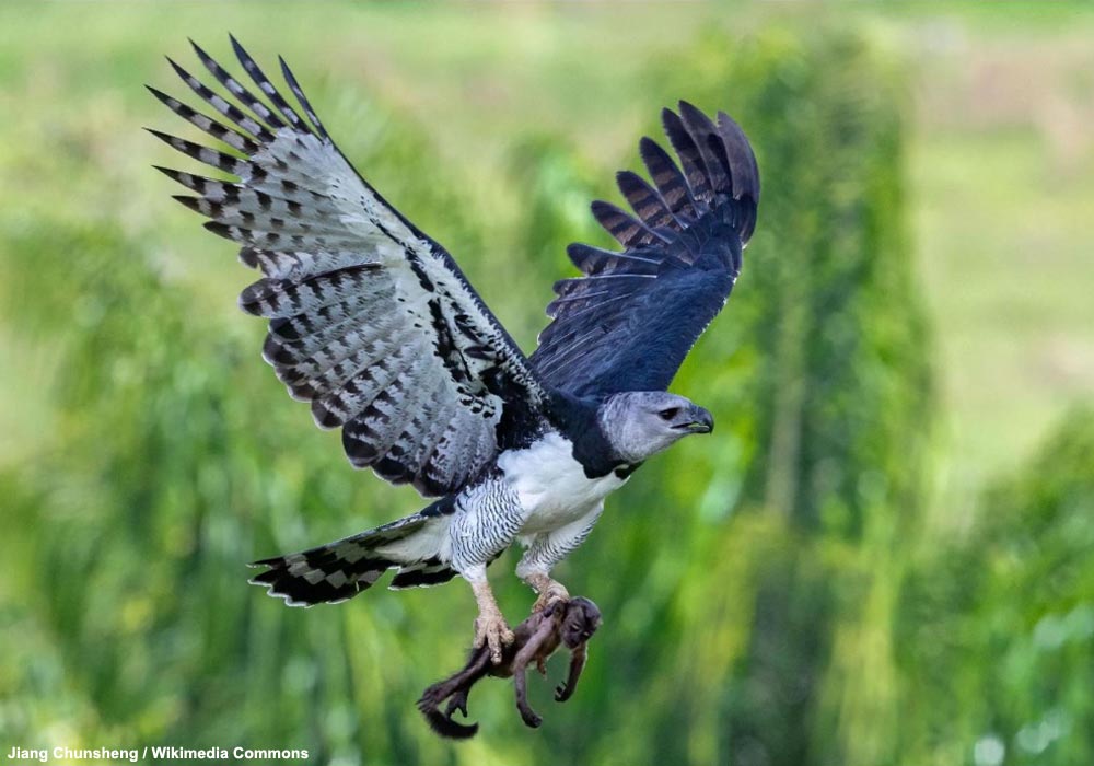 Deux observations récentes et encourageantes de jeunes Harpies féroces (Harpia harpyja) au Mexique et en Argentine➡️ Cliquez sur ce lien pour en savoir plus : ornithomedia.com/breves/deux-ob… #oiseaux #birds #ornithologie #ornithomedia #ornithology