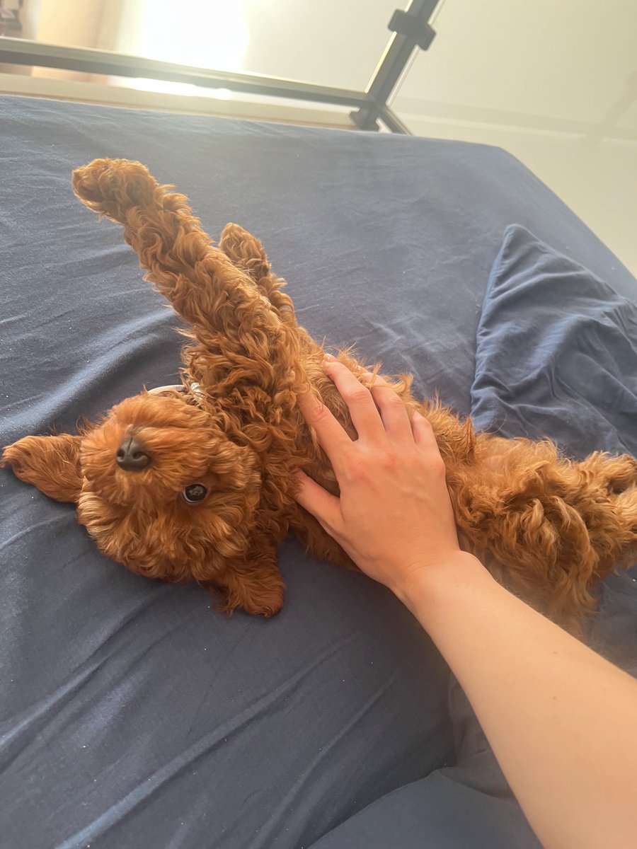 с появлением собаки, моя речь свелась к:
- че ты опять жрешь?
- смотри как он прикольно спит
- Сириус, блять!
- опять бесоебит