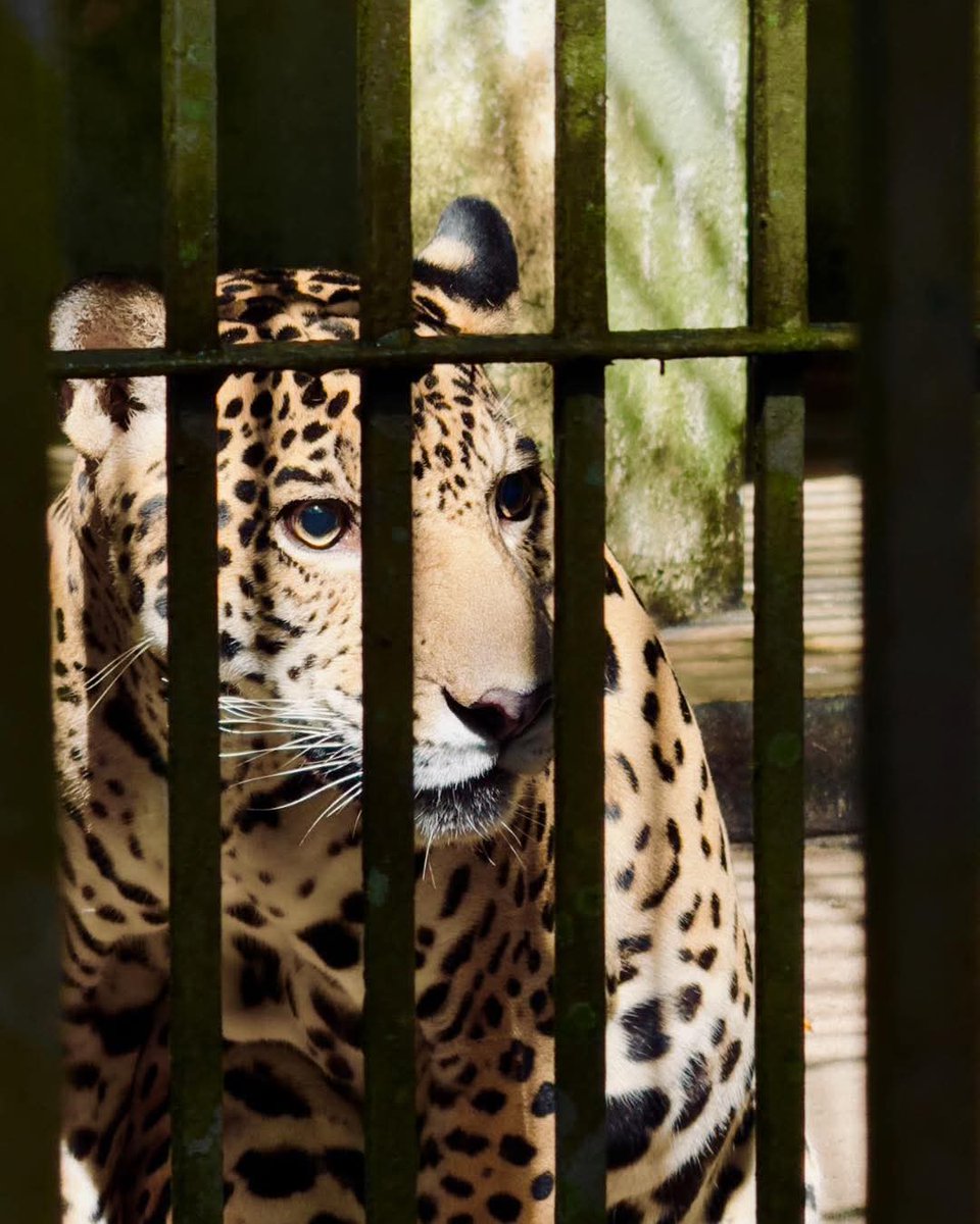 prefmacapa's tweet photo. Os bichinhos do Bioparque arrasam como modelos profissionais! 😎📸
Com toda a simpatia do mundo, eles deixam a natureza ainda mais linda e cheia de vida 💚✨
#Bioparque #diamundialdomeioambiente #AmorPelosAnimais 🐾🦜🦥🦁🌿 https://t.co/xNt1p0XyU4