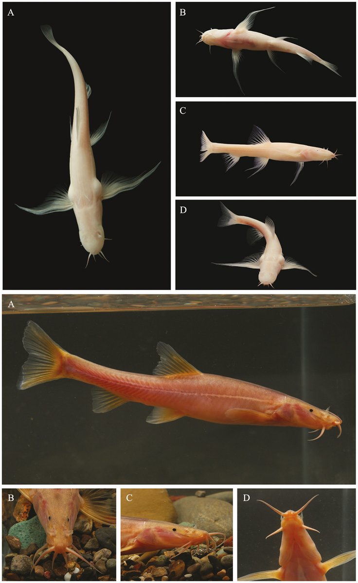 Fish in the News (@fishinthenews) on Twitter photo #NewSpeciesAlert - ๐๐๐๐๐๐๐โ๐ฆ๐ ๐ ๐ฆ๐๐๐๐ and ๐๐๐๐๐๐๐โ๐ฆ๐ ๐ ๐ค๐๐๐ โ๐๐๐๐๐ ๐, two beautiful new species of cave-dwelling nemacheilid loaches are described from subterranean rivers in Yunnan Province, China.
๐ academic.oup.com/zoolinnean/artโฆ #NewSpeciesAlert - ๐๐๐๐๐๐๐โ๐ฆ๐ ๐ ๐ฆ๐๐๐๐ and ๐๐๐๐๐๐๐โ๐ฆ๐ ๐ ๐ค๐๐๐ โ๐๐๐๐๐ ๐, two beautiful new species of cave-dwelling nemacheilid loaches are described from subterranean rivers in Yunnan Province, China.
๐ academic.oup.com/zoolinnean/artโฆ